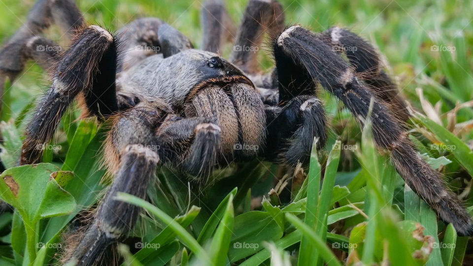 close up of a hairy spider on the grass