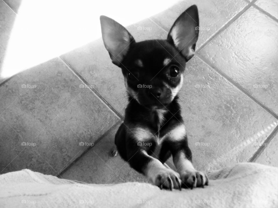 A baby chihuahua try to go on the sofa
