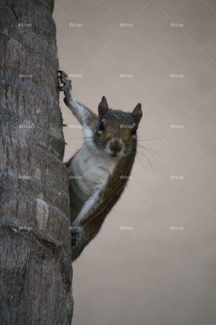 Cheeky squirrel 