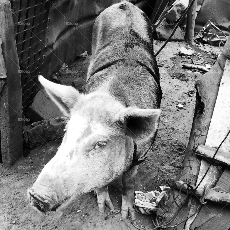 House Hog. While photographing a family in El Viejo we were surrounded by animals  