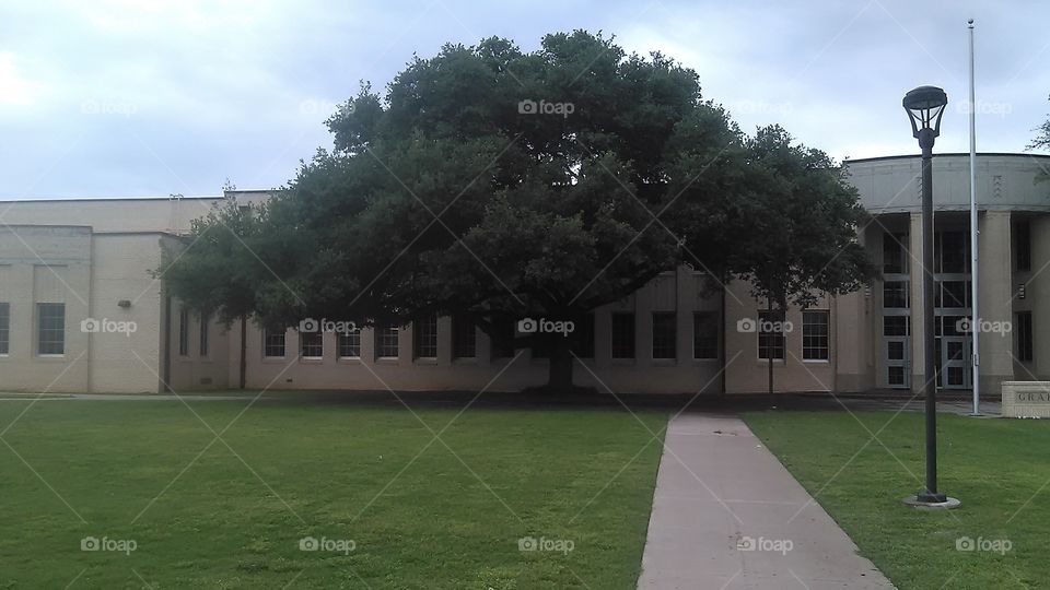 big tree. this tree stands in front of the high school