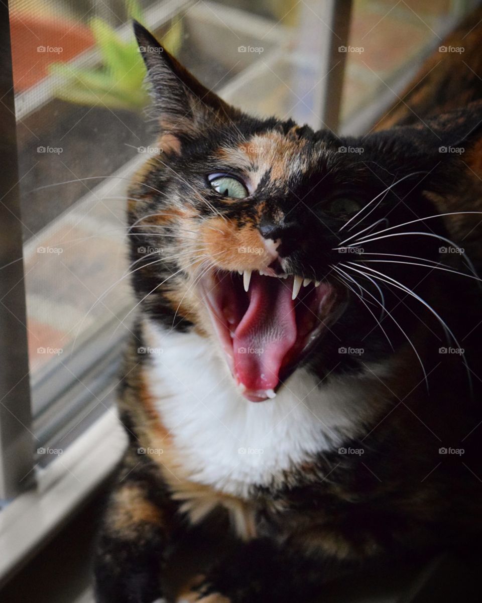 Silly Itty Bit looks like she is yelling at me! 😂