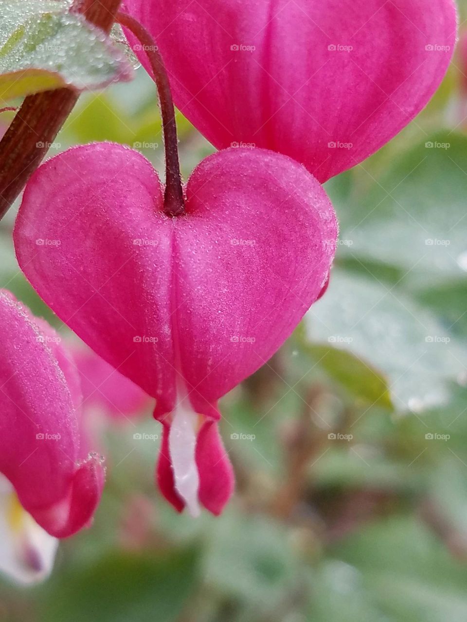 Flowers in our yard with the morning dew