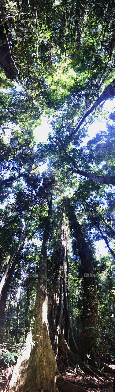 Rainforest tree sky view