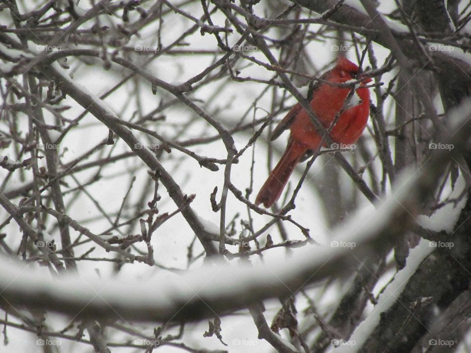 cardinal