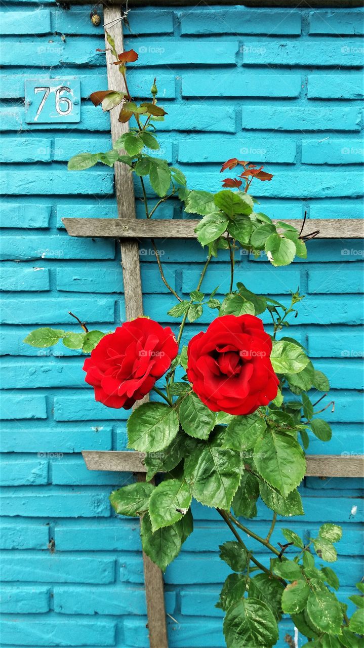 roses on bricks