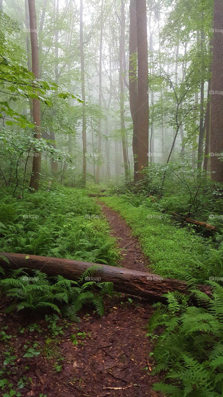 Morning fog on the hiking trail.