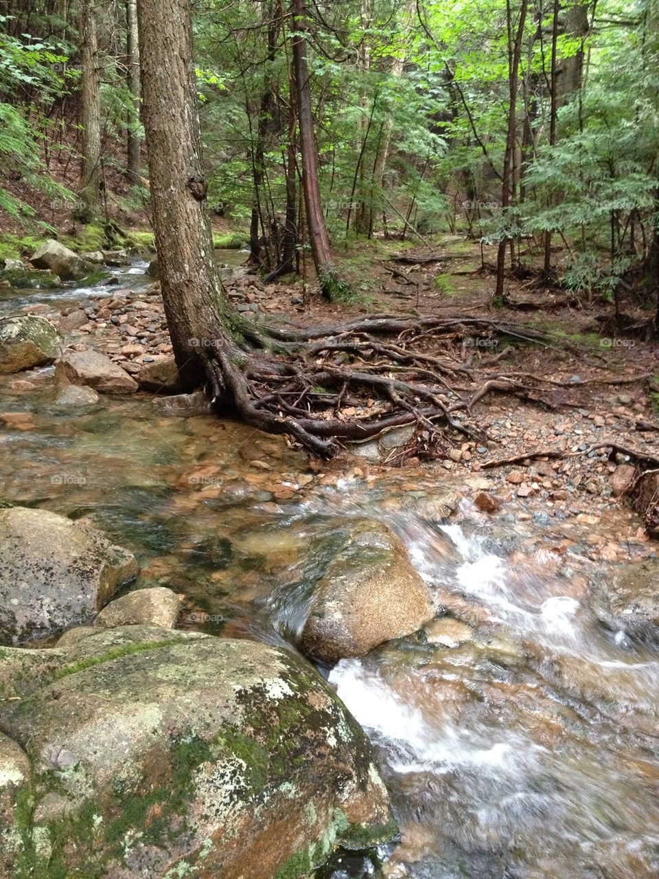 Stream and rocks in Summer