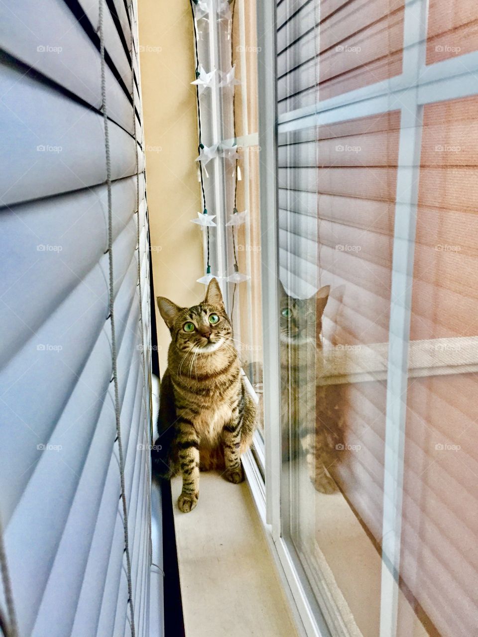 Cat sitting near window