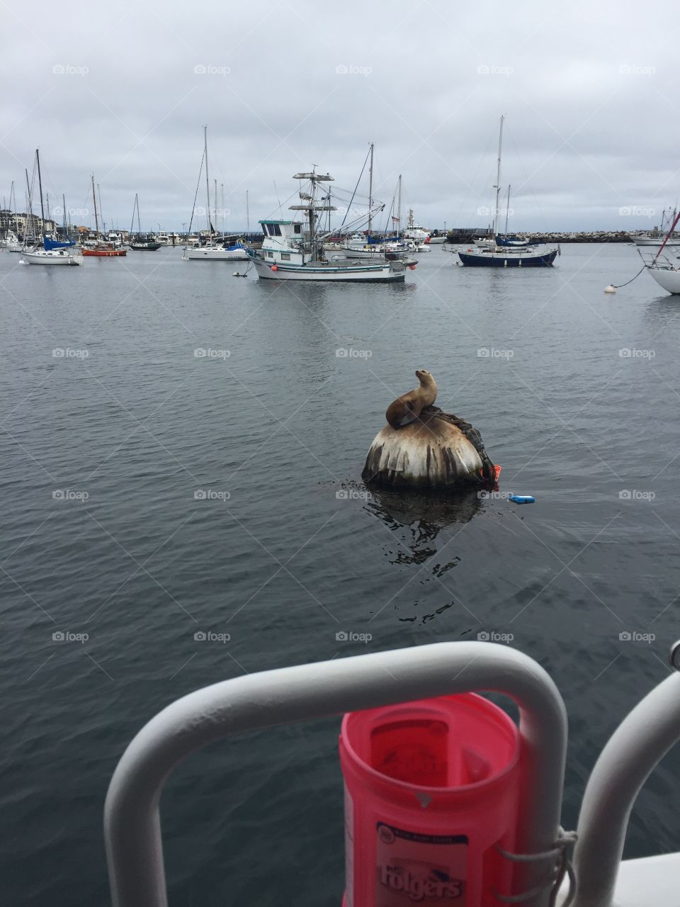 Sea Lion in Monterey, CA