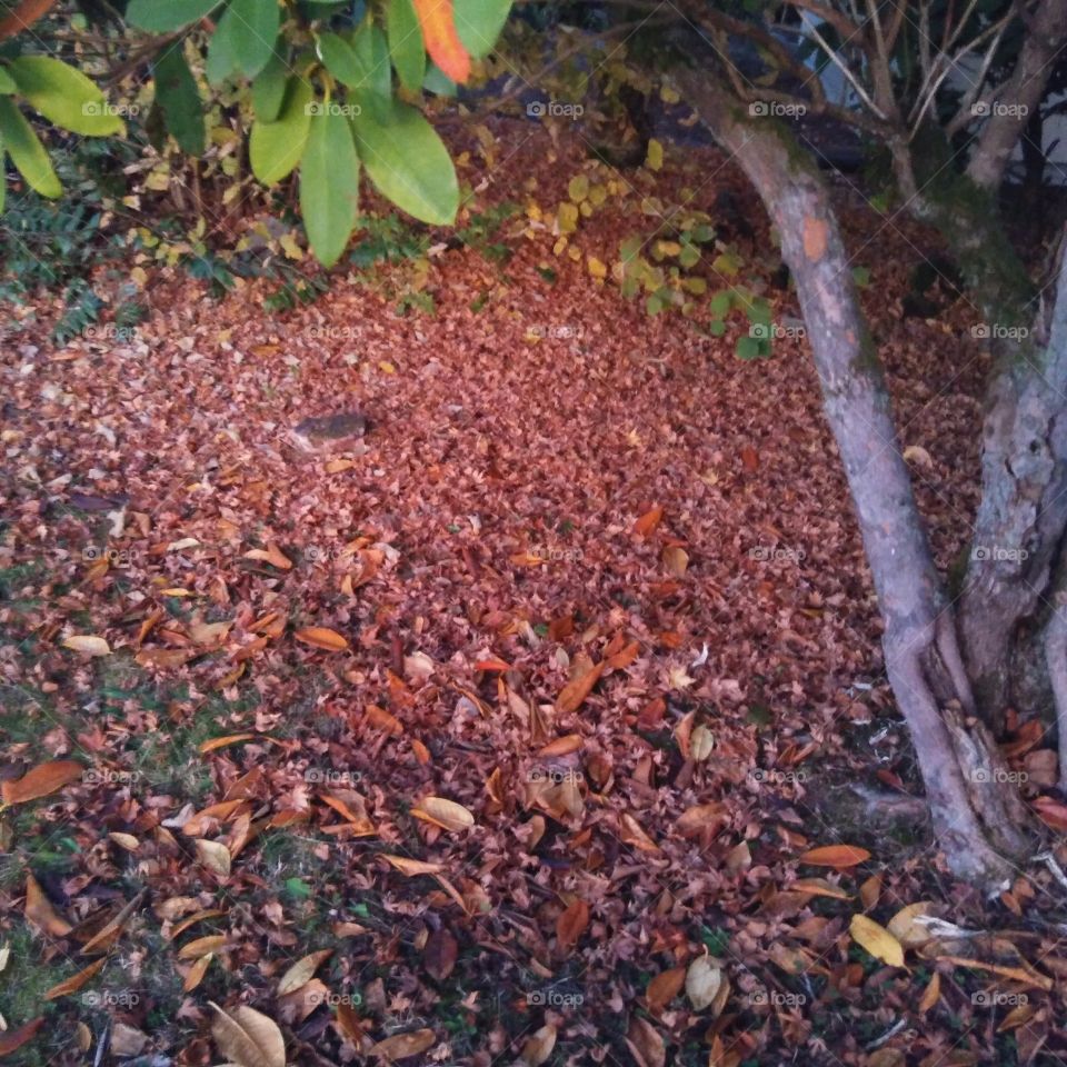 Tree stump and falllen leaves.
