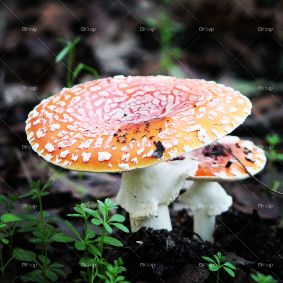 orange top mushroom