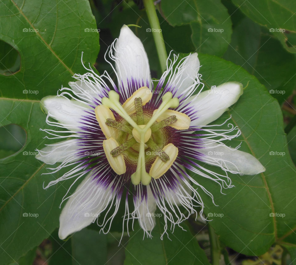 passiflora edulis