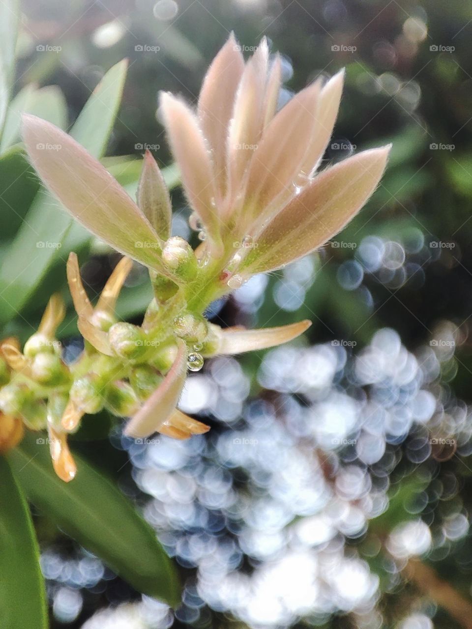 Bottle brush leaves
