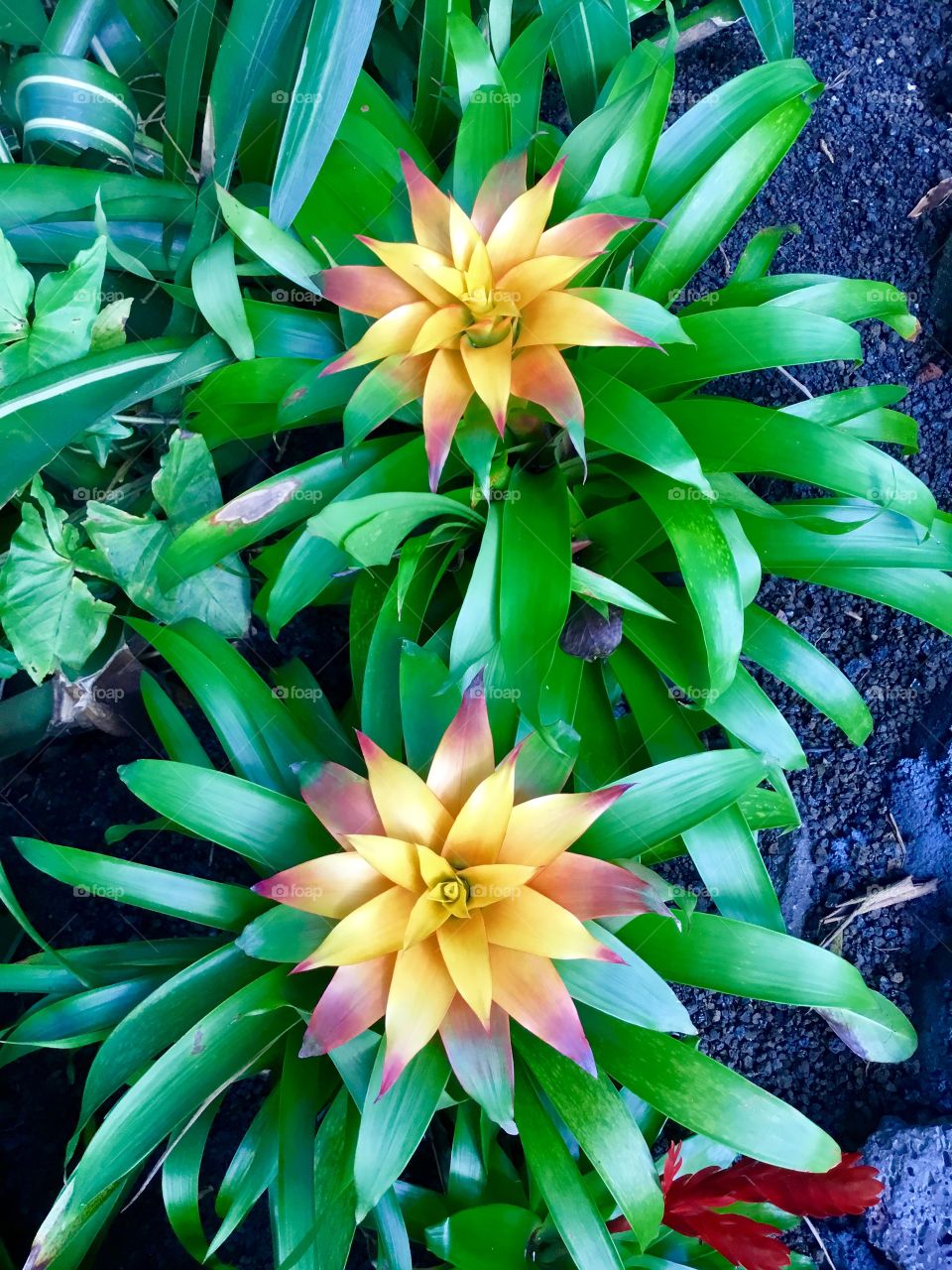 Bromeliads at Hawaii Tropical Botanical Garden