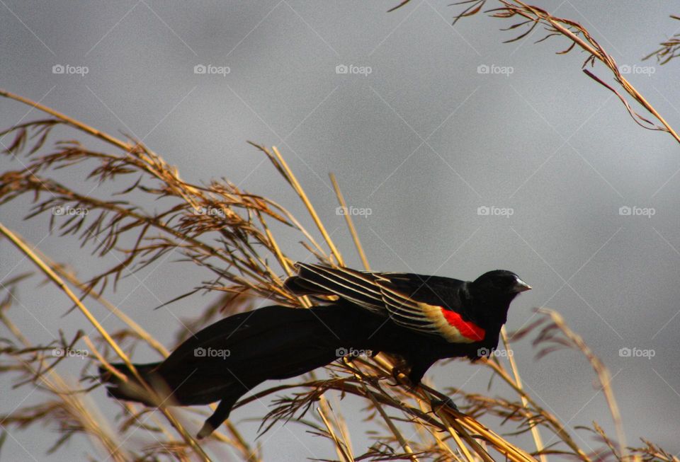 Long-tailed Widowbird.