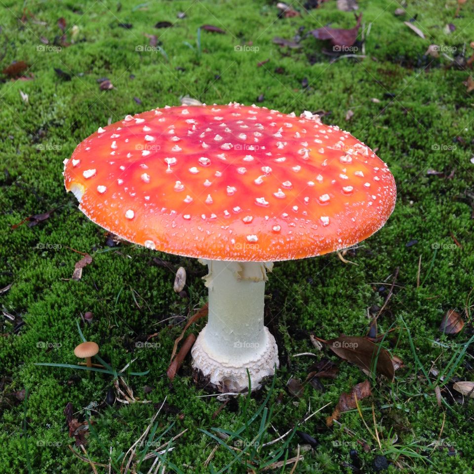 Big red wild mushroom