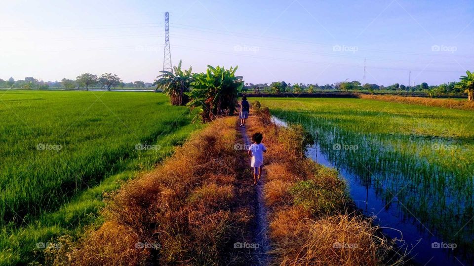 Passing by the rice field at Lamongan City- East Java