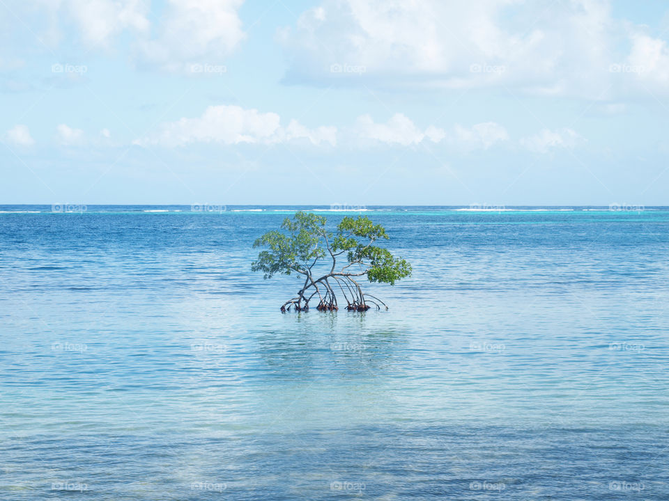 Little mangrove tree in the middle of the sea