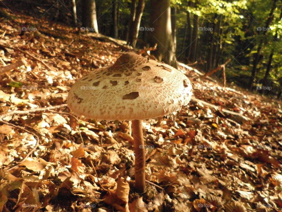 Autumn in the forest