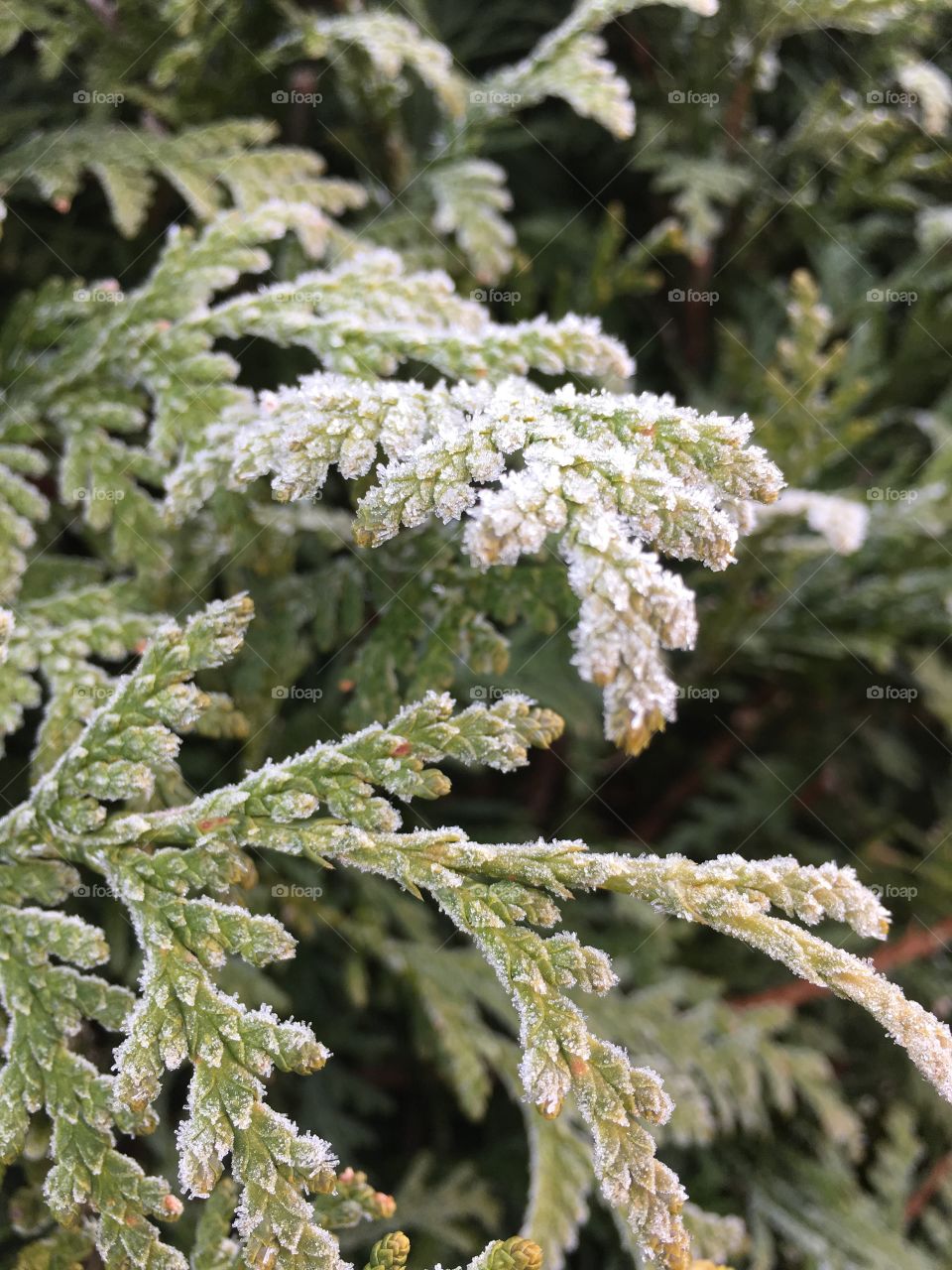 December morning frost in CT