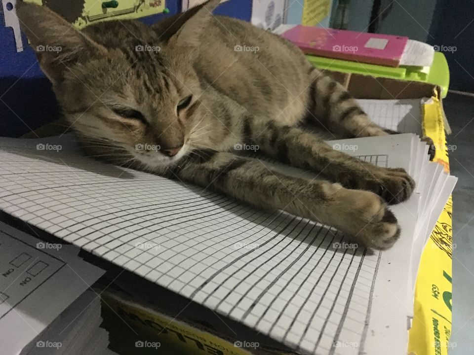 Cat on papers