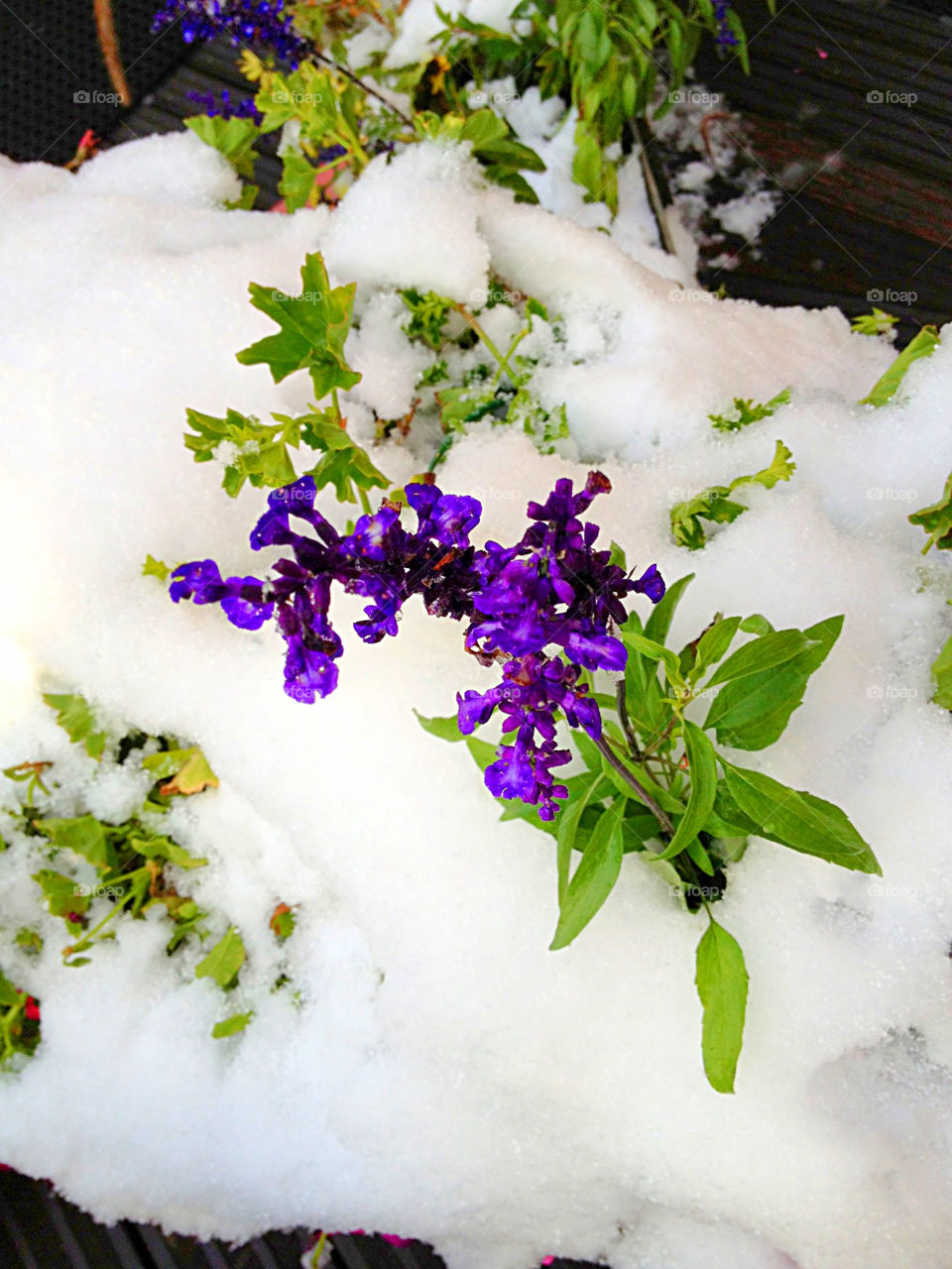 snow flowers and first by swisstraveler
