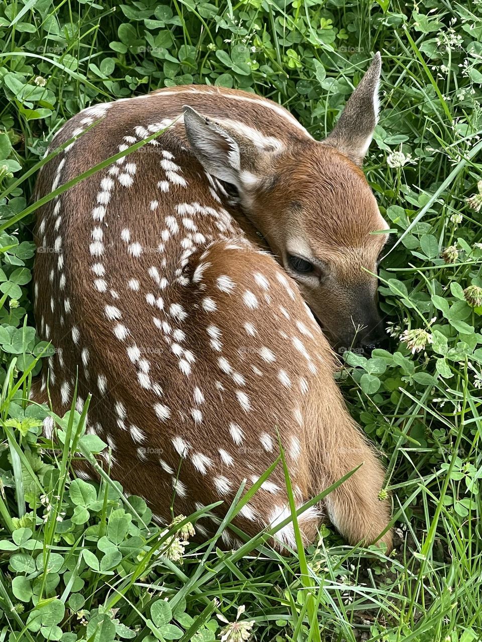 Fawn