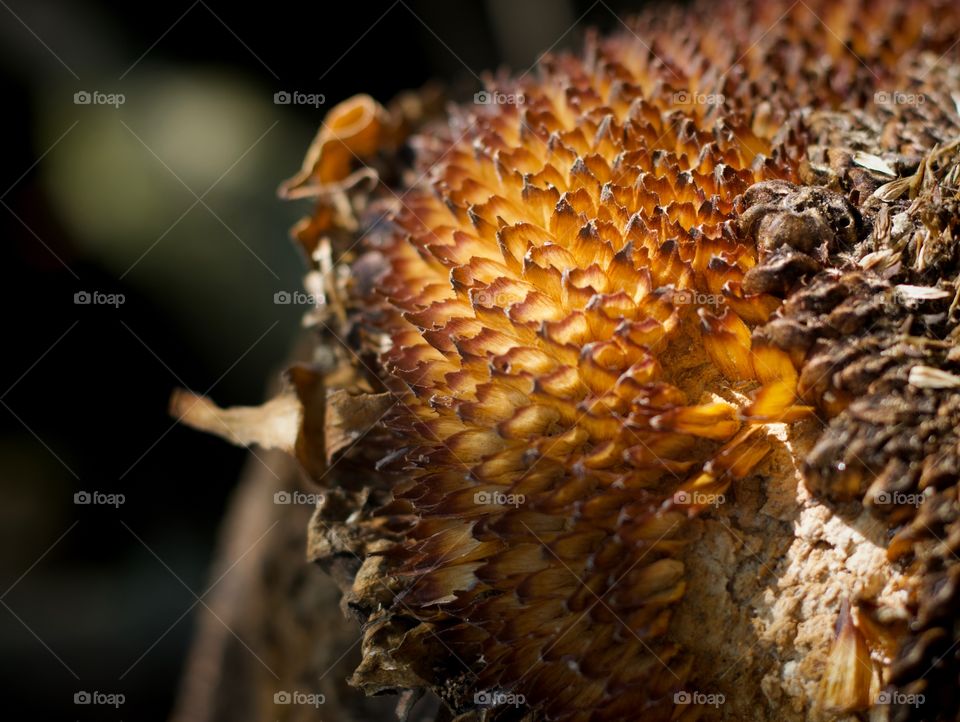 Sunflower head with the sun steaming through after birds have picked the seeds.