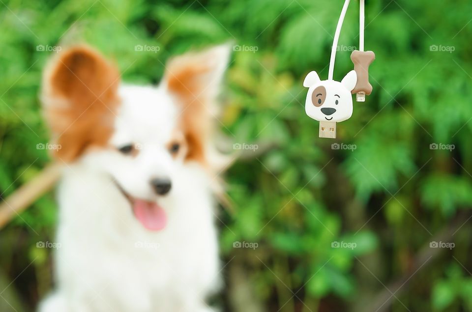 Wire charger protector for dog lovers. The wire charger protector is made from rubber. On the background is a cute puppy, pure breed. Dog species : continental toy spaniel papillon. 