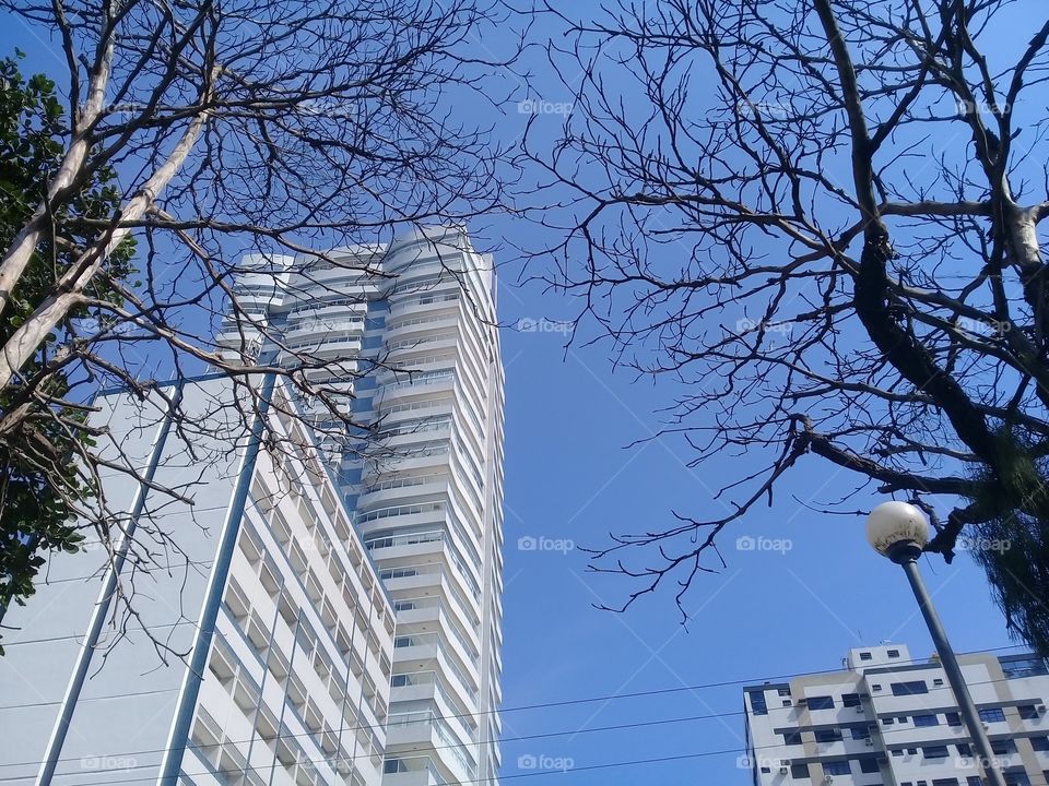 Tree in autumn . Building behind