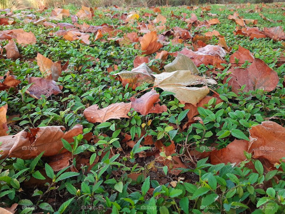 ground covered with leaf in colored orange, reddish and brown announcing Autumn.