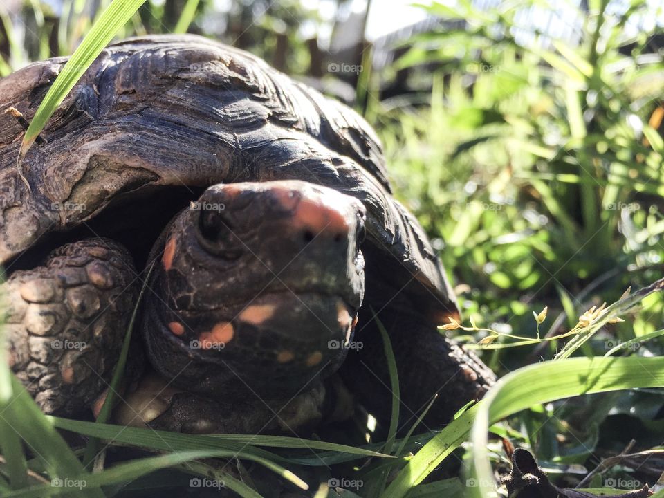 Turtle closeup