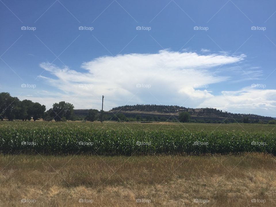 Agriculture, Landscape, Farm, Cropland, Field