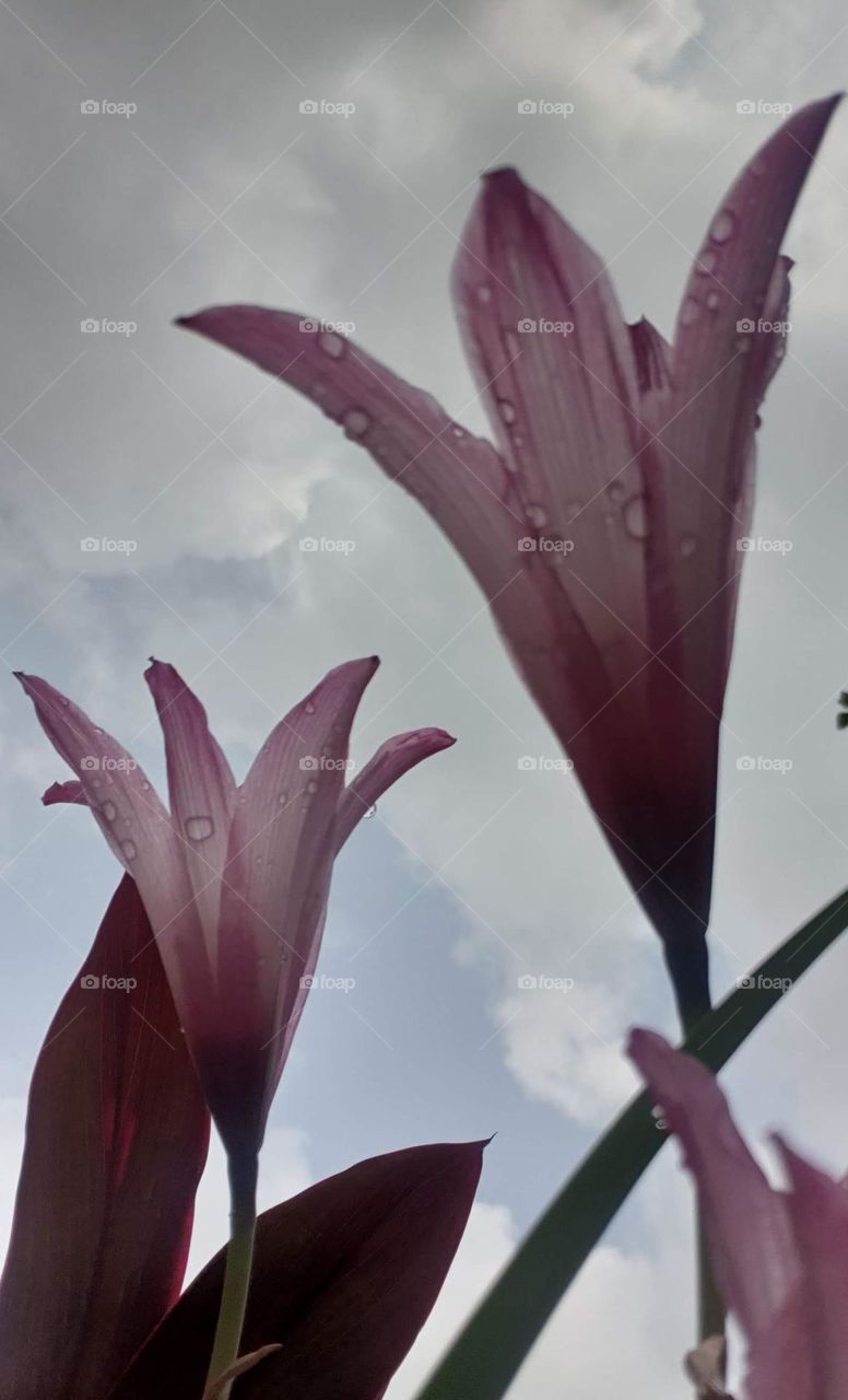 beautiful rainy afternoon leaving a cloud covering the beautiful flowers with raindrops