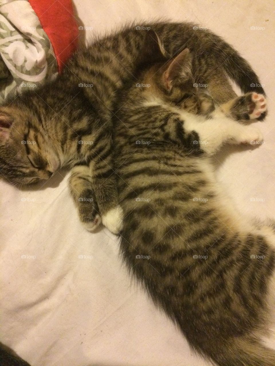 Brother kittens sleeping