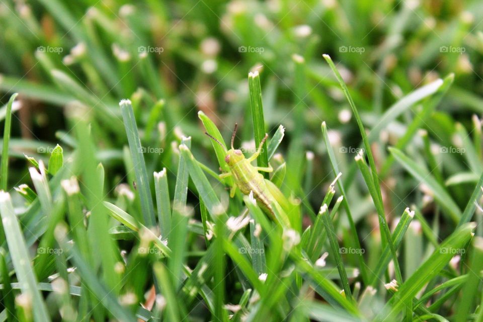 Grasshopper 