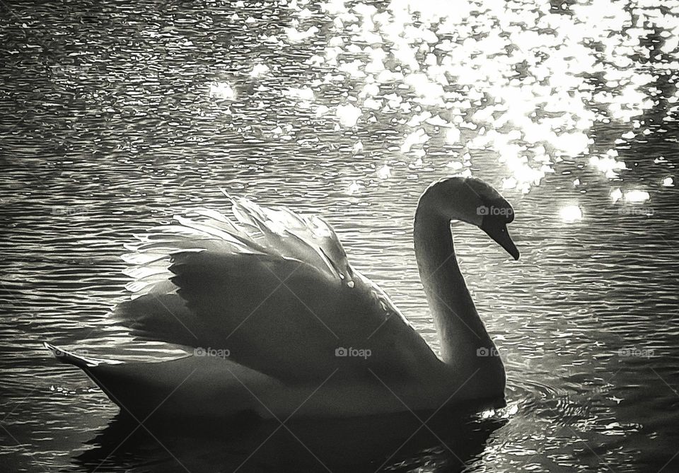 Swan in the sunlight in black and white