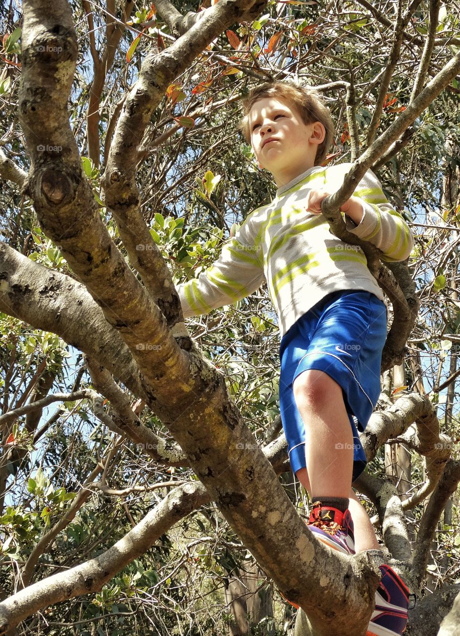 Boy Climbing A Tree. Fearless Child Climbing A Tree In The Summer
