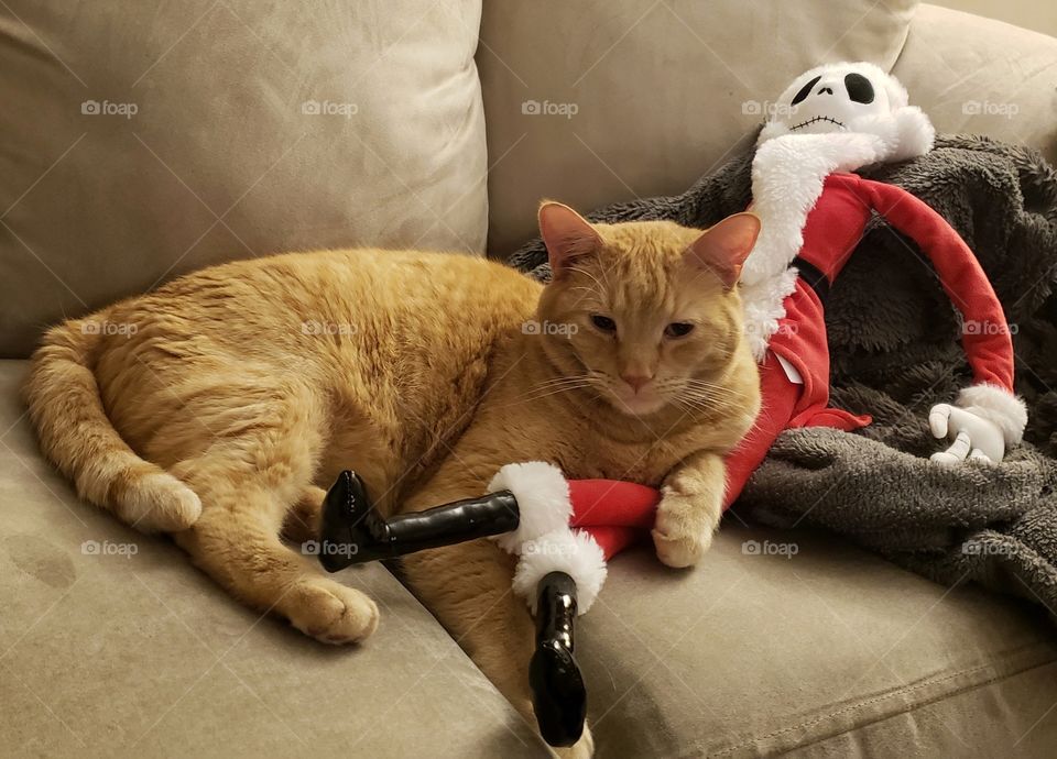 Nightmare before catsmas