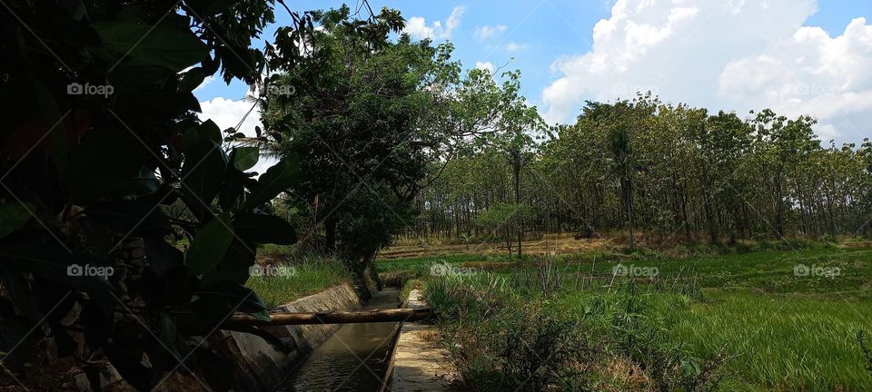 View of rice fields and surrounding hills at noon