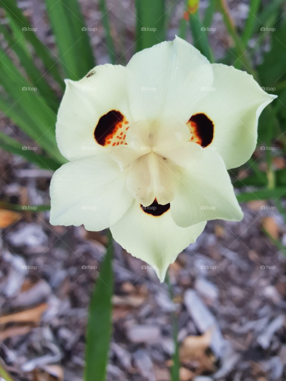 Little grass flower