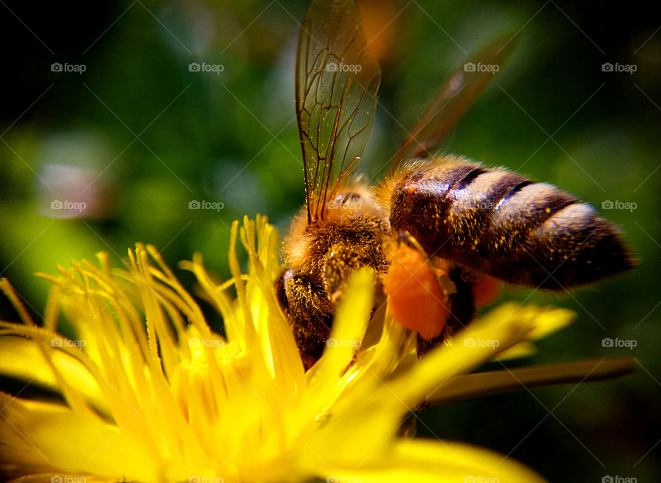 Bee on a flower captured with smartphone and macro lens