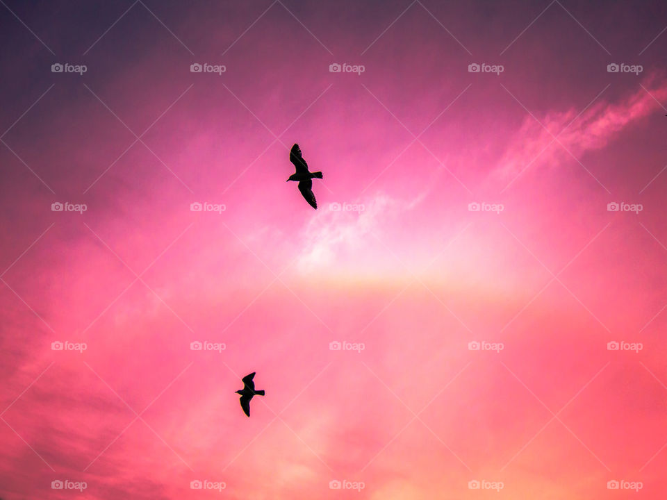 Birds in the sky