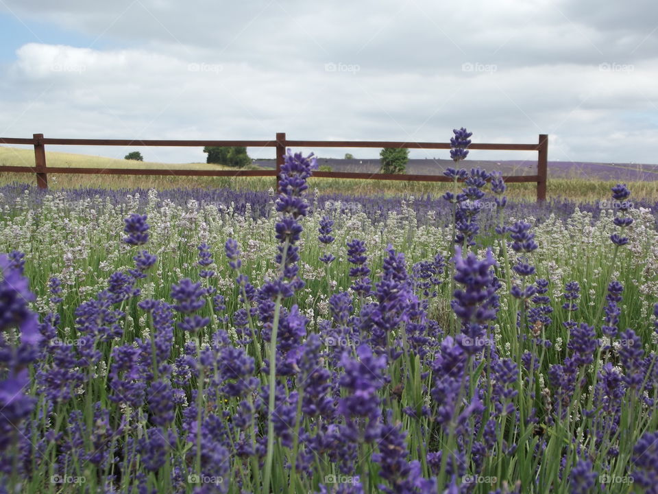 Purple Lavender Flowers