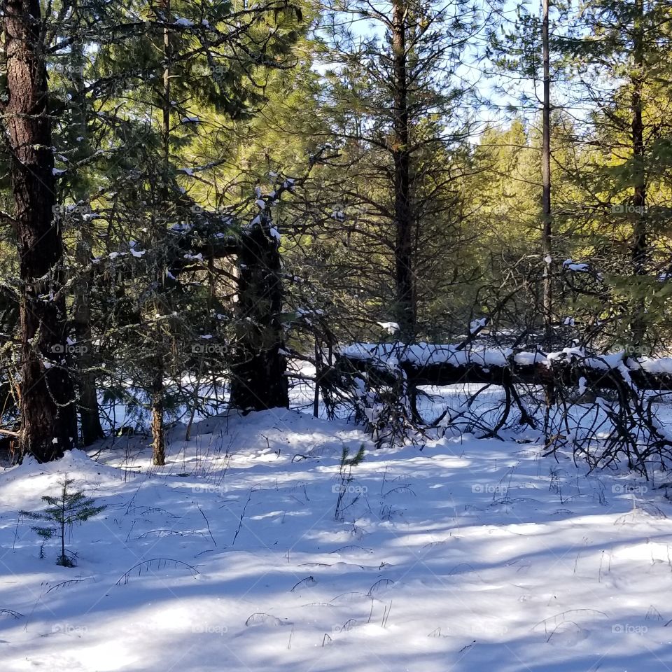 snow covered fallen trees in a forest