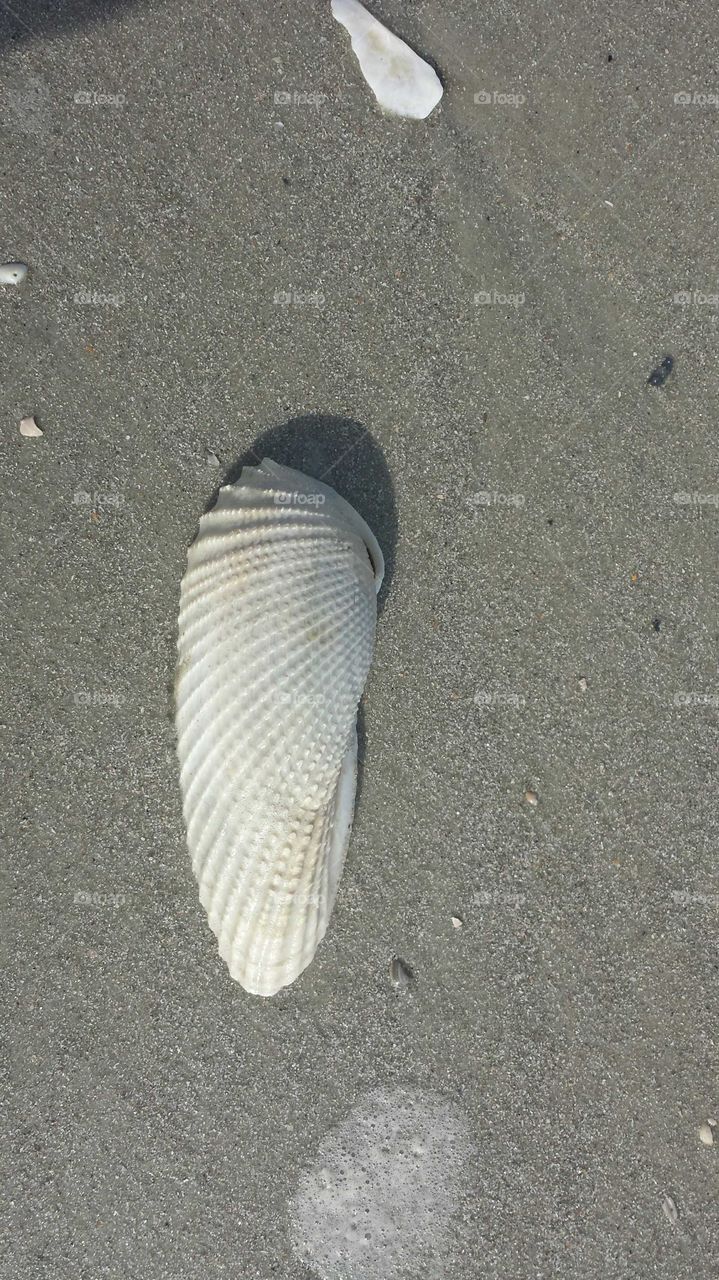 shell