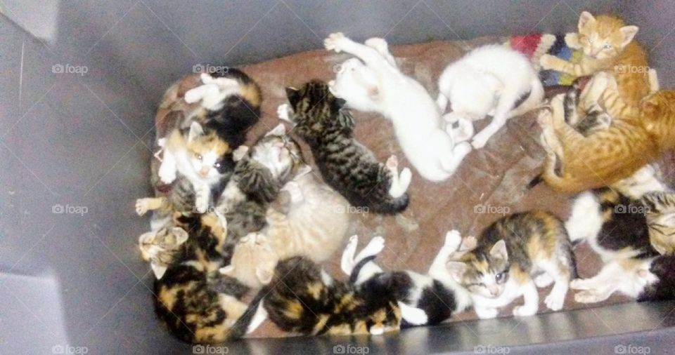 Kittens,Kittens,Kittens!