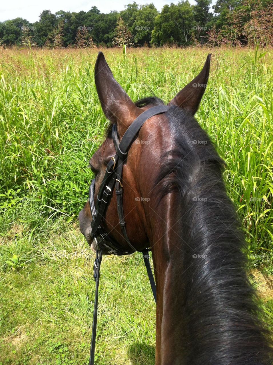 Out riding in the field 