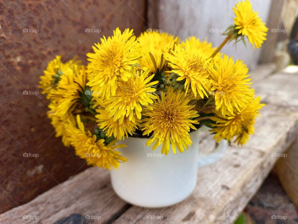 dandelions.